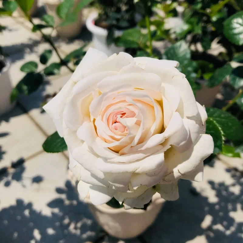 Cream Dragon Rose Flower seeds for Planting - Shade Tolerant, Heirloom & GMO Free Seeds for Home Garden