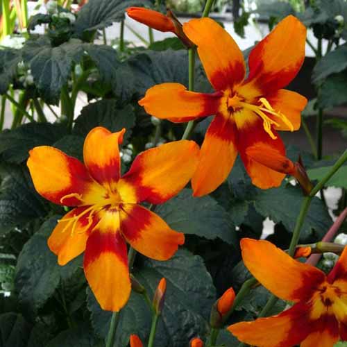 Orange Crocosmia Flower seeds for Planting Cut Flower Favorite Heirloom & GMO Free Seeds for Home Garden 
 
 Sale