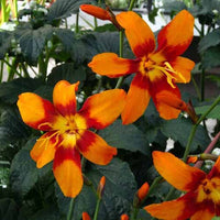Orange Crocosmia Flower seeds for Planting Cut Flower Favorite Heirloom & GMO Free Seeds for Home Garden 
 
 Sale