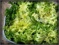 Green Yellow Endive Seeds for Planting  Vegetable Garden Starter