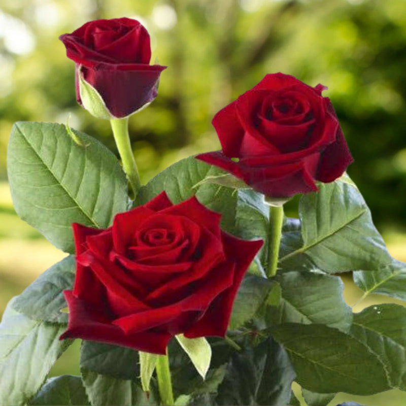 Rose Flower seeds for Planting Easy to Grow Heirloom & GMO Free Seeds for Home Garden