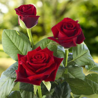 Rose Flower seeds for Planting Long Bloom Season Heirloom & GMO Free Seeds for Home Garden 
 
 Sale