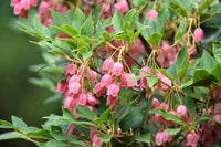 Enkianthus Campanulatus Flower seeds for Planting Drought Tolerant Heirloom & GMO Free Seeds for Home Garden