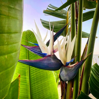 White Strelitzia Reginae Flower seeds for Planting Hardy Variety Heirloom & GMO Free Seeds for Home Garden