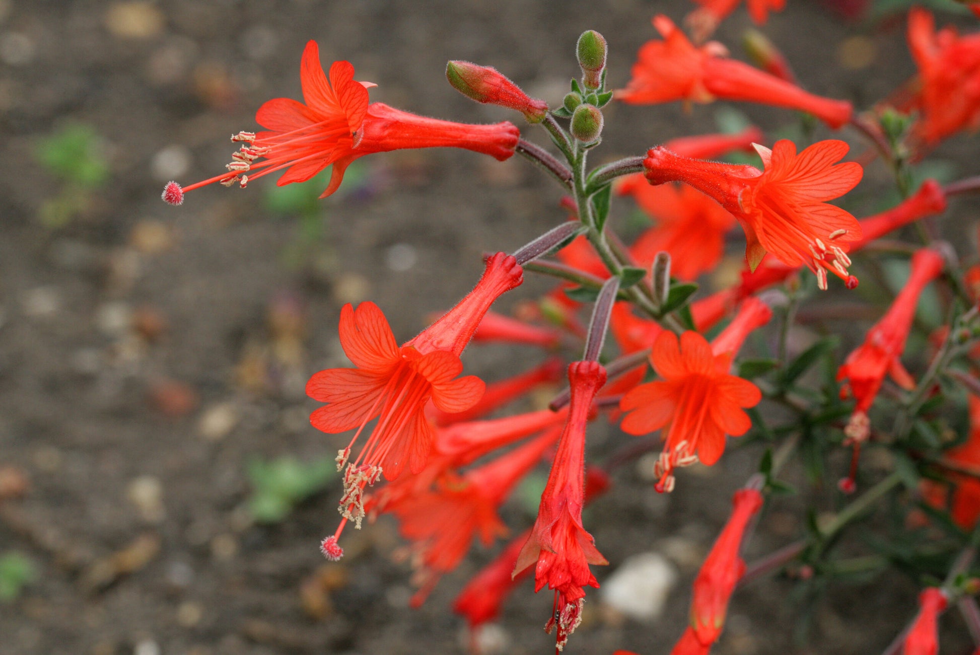 Epilobium Canum Flower seeds for Planting Fragrant Blossoms Heirloom & GMO Free Seeds for Home Garden