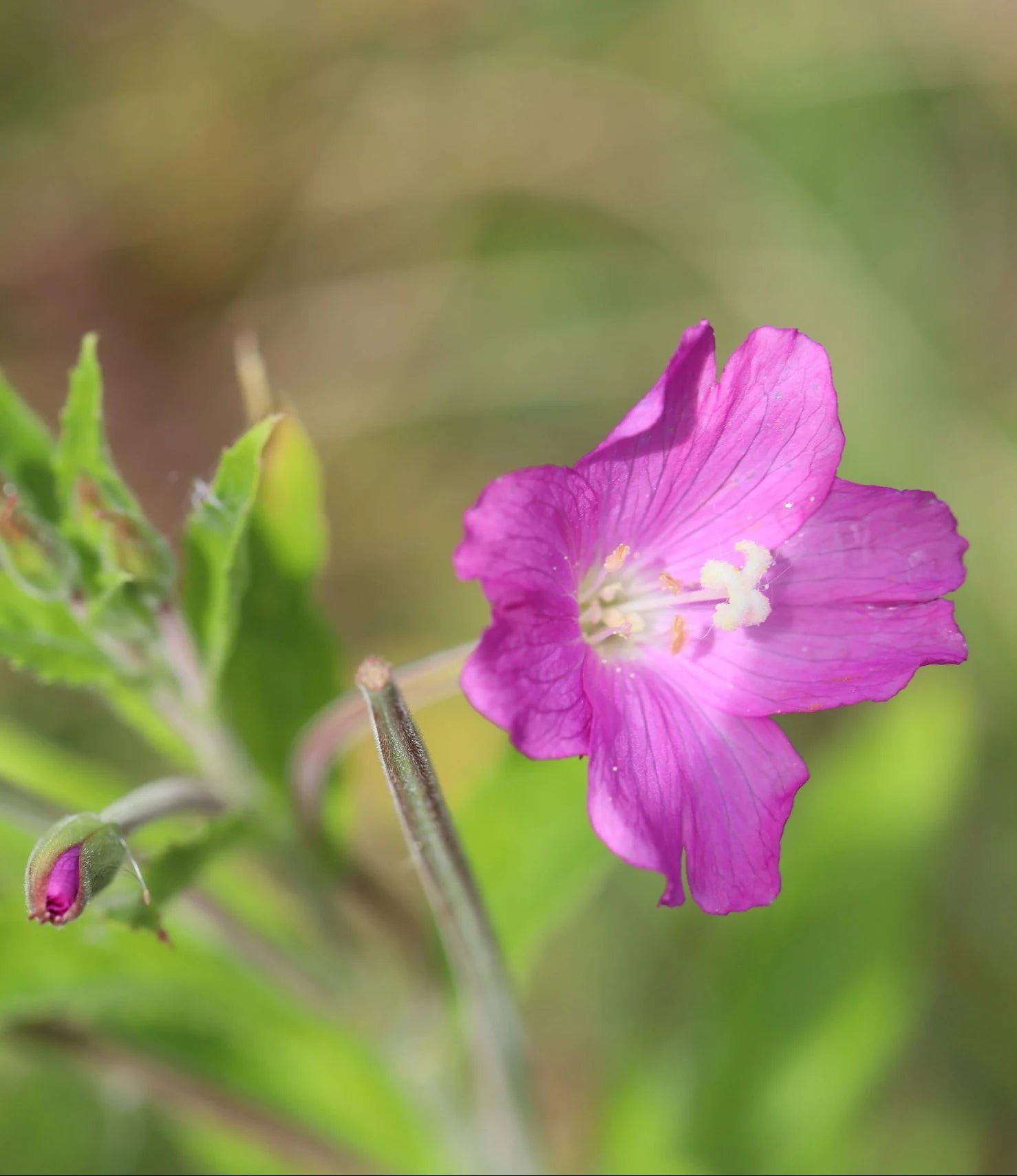 Epilobium Flower seeds for Planting - Bright Blooms, Heirloom & GMO Free Seeds for Home Garden