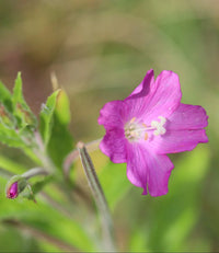 Epilobium Flower seeds for Planting - Bright Blooms, Heirloom & GMO Free Seeds for Home Garden