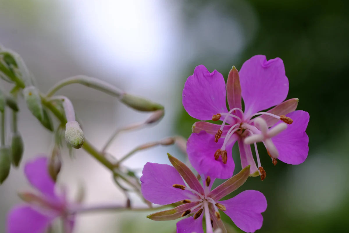 Epilobium Angustifolium Flower seeds for Planting Cottage Garden Essential Heirloom & GMO Free Seeds for Home Garden