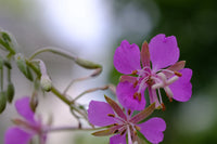Epilobium Angustifolium Flower seeds for Planting Cottage Garden Essential Heirloom & GMO Free Seeds for Home Garden