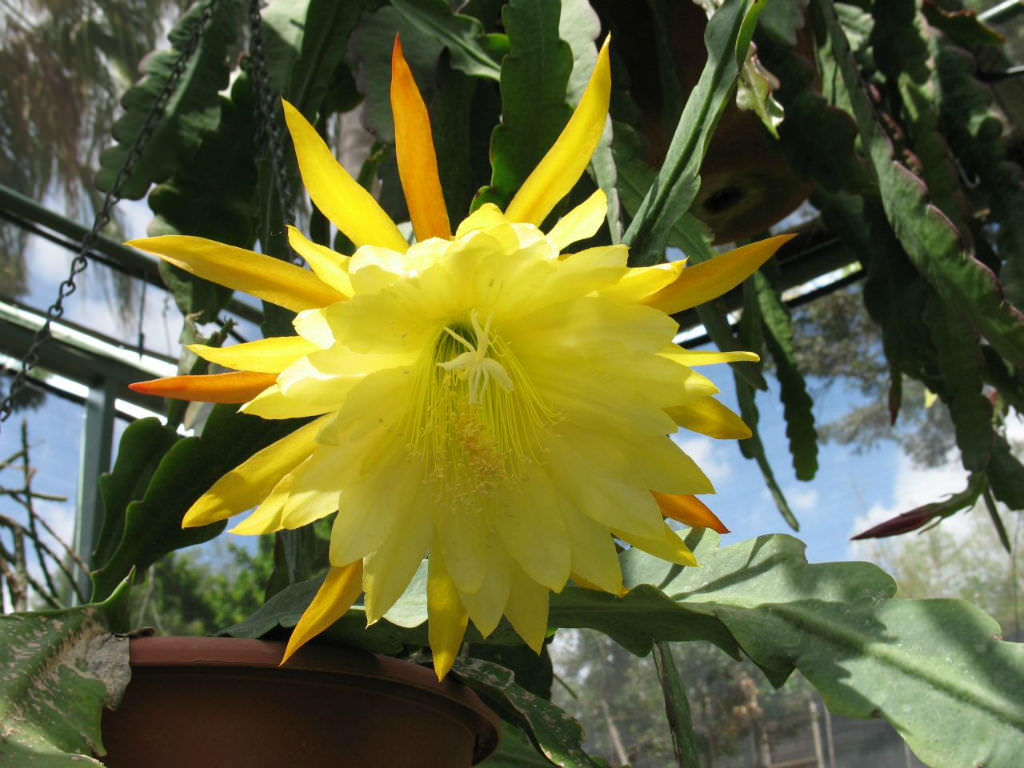 Epiphyllum Flower seeds for Planting Low Maintenance Heirloom & GMO Free Seeds for Home Garden