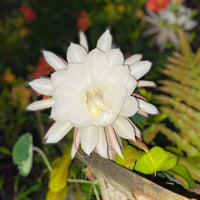 Epiphyllum Epiphyllum spp Flower Seeds for Planting in Indoor Garden