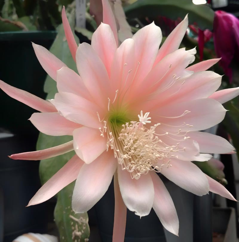 Epiphyllum Flower seeds for Planting Seasonal Bloomer Heirloom & GMO Free Seeds for Home Garden