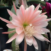 Epiphyllum Flower seeds for Planting Seasonal Bloomer Heirloom & GMO Free Seeds for Home Garden