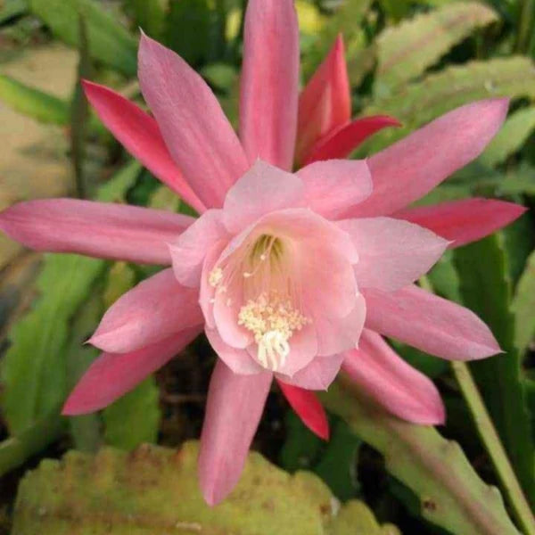 Epiphyllum Flower seeds for Planting Seasonal Bloomer Heirloom & GMO Free Seeds for Home Garden