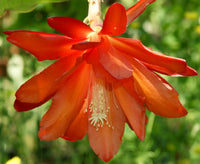 Orange Epiphyllum Oxypetalum Flower seeds for Planting Perfect for Borders Heirloom & GMO Free Seeds for Home Garden