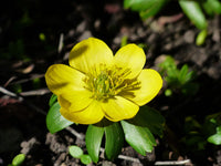Yellow Aconite Flower seeds for Planting Garden Favorite Heirloom & GMO Free Seeds for Home Garden 
 
 Sale