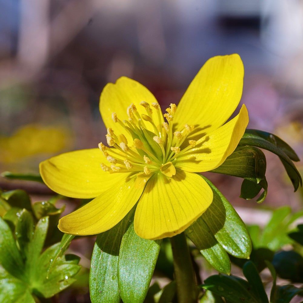 Hyemalis Flower seeds for Planting - Seasonal Bloomer, Heirloom & GMO Free Seeds for Home Garden