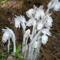 White Pipe Flower seeds for Planting - Perfect for Borders, Heirloom & GMO Free Seeds for Home Garden