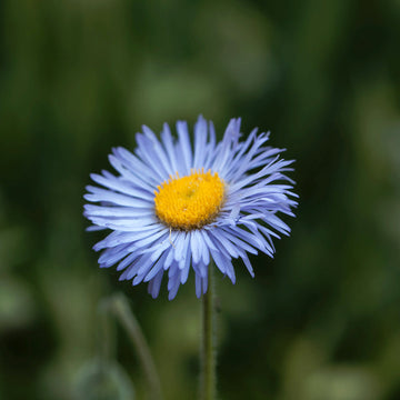 Blue Erigeron Flower seeds for Planting Compact Growth Heirloom & GMO Free Seeds for Home Garden 
 
 Sale seeds for home garden planting