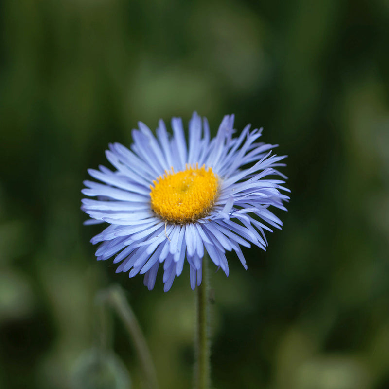 Blue Erigeron Flower seeds for Planting Compact Growth Heirloom & GMO Free Seeds for Home Garden 
 
 Sale seeds for home garden planting