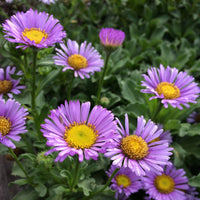Violet Erigeron Flower seeds for Planting - Sun Loving, Heirloom & GMO Free Seeds for Home Garden