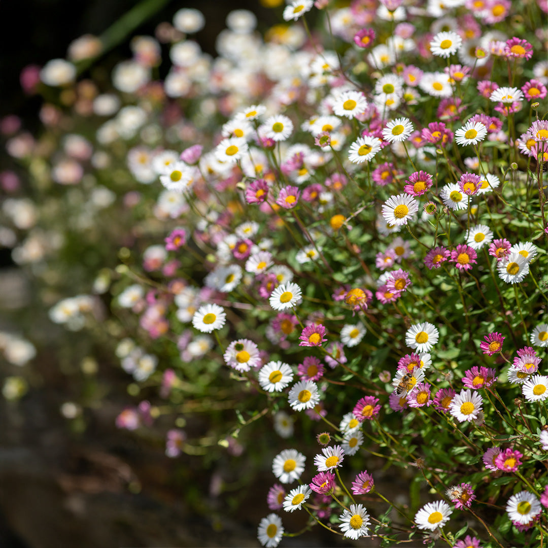 Mixed Karvinskianus Flower seeds for Planting - Premium Quality, Heirloom & GMO Free Seeds for Home Garden