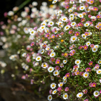 Mixed Karvinskianus Flower seeds for Planting - Premium Quality, Heirloom & GMO Free Seeds for Home Garden