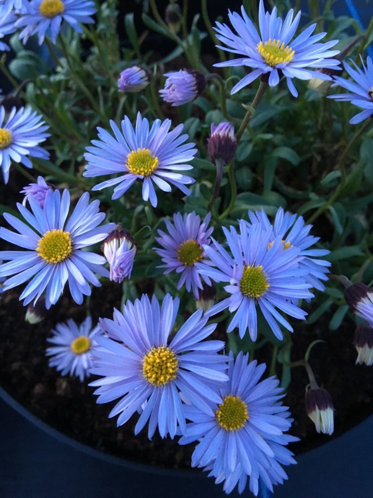 Blue Erigeron Flower seeds for Planting Compact Growth Heirloom & GMO Free Seeds for Home Garden 
 
 Sale