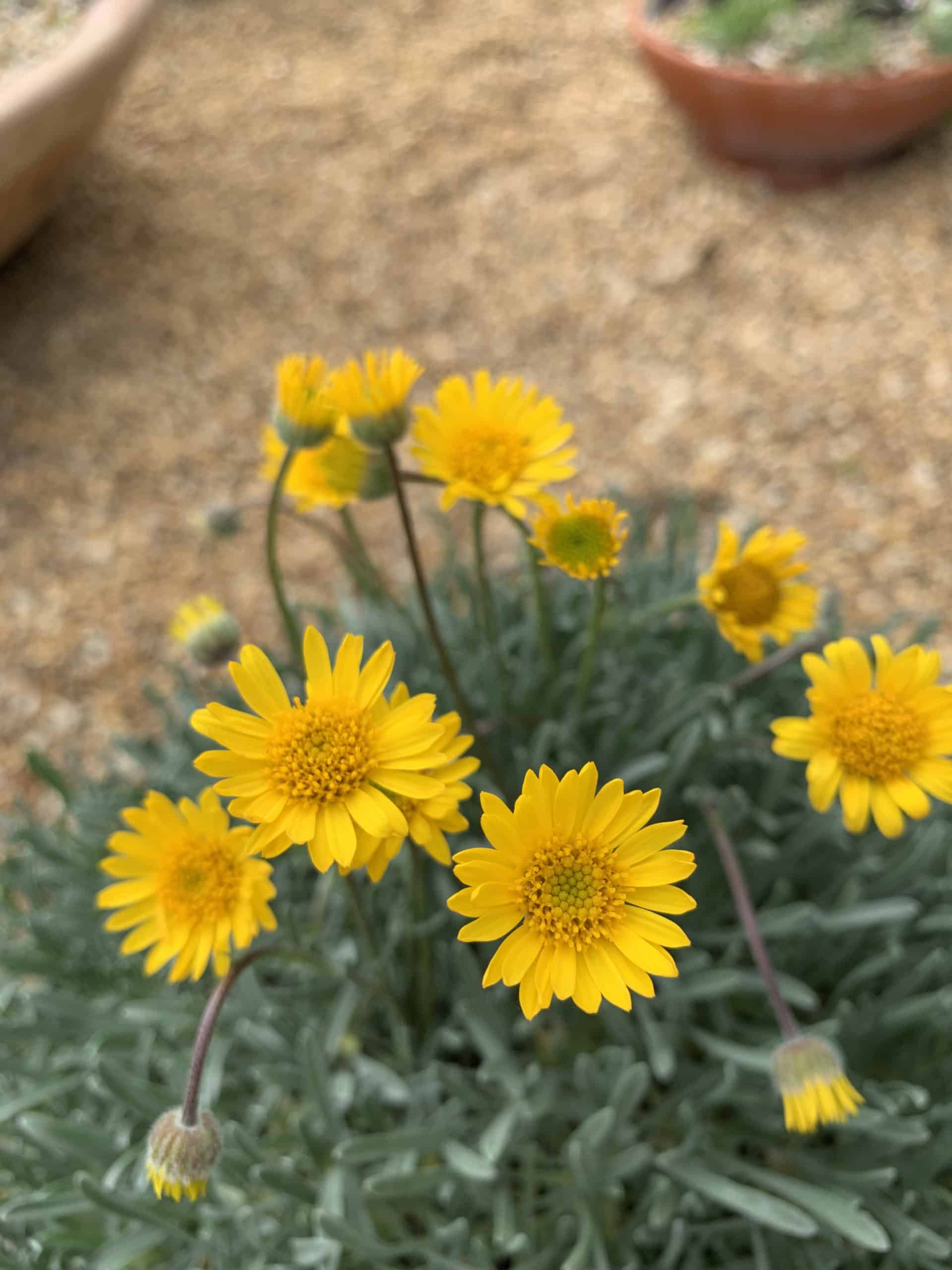 Yellow Erigeron Flower seeds for Planting Colorful Display Heirloom & GMO Free Seeds for Home Garden 
 
 Sale