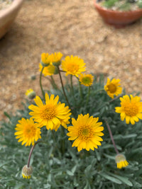 Yellow Erigeron Flower seeds for Planting Colorful Display Heirloom & GMO Free Seeds for Home Garden 
 
 Sale