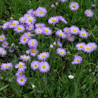 Purple Erigeron Speciosus Flower seeds for Planting - Wildflower Mix, Heirloom & GMO Free Seeds for Home Garden