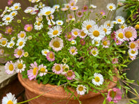 Erigeron Karvinskianus Flower seeds for Planting - Fragrant Blossoms, Heirloom & GMO Free Seeds for Home Garden