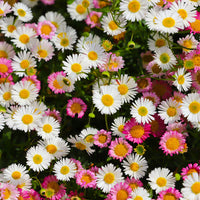 Mixed Erigeron Flower seeds for Planting - Drought Tolerant, Heirloom & GMO Free Seeds for Home Garden