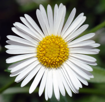 Karvinskianus Flower seeds for Planting - Hardy Variety, Heirloom & GMO Free Seeds for Home Garden