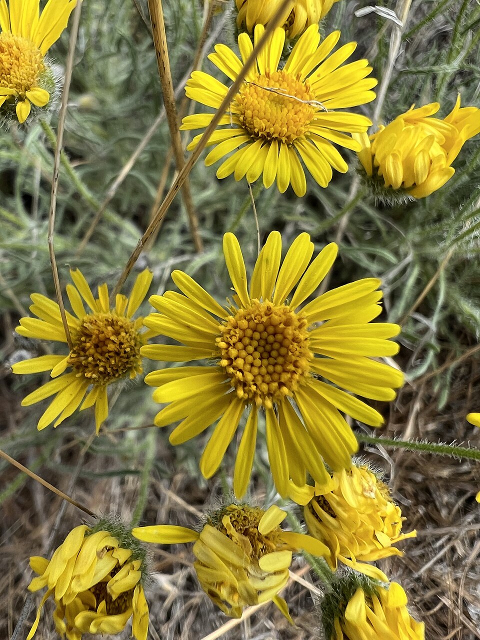 Yellow Erigeron Flower seeds for Planting Colorful Display Heirloom & GMO Free Seeds for Home Garden 
 
 Sale