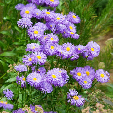 Purple Erigeron Speciosus Flower seeds for Planting - Wildflower Mix, Heirloom & GMO Free Seeds for Home Garden