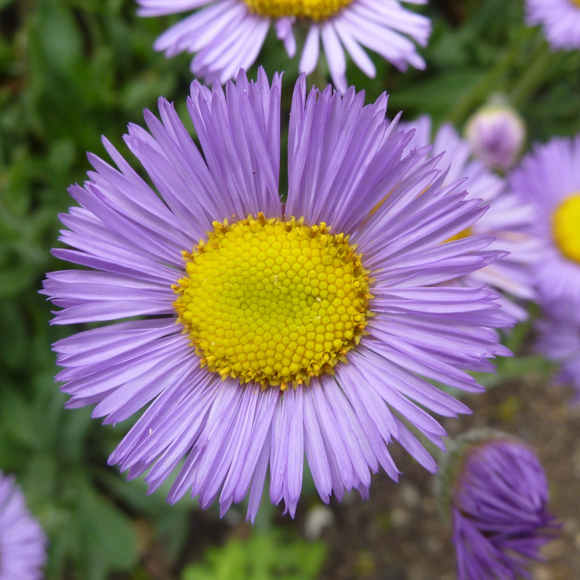 Purple Erigeron Speciosus Flower seeds for Planting - Wildflower Mix, Heirloom & GMO Free Seeds for Home Garden