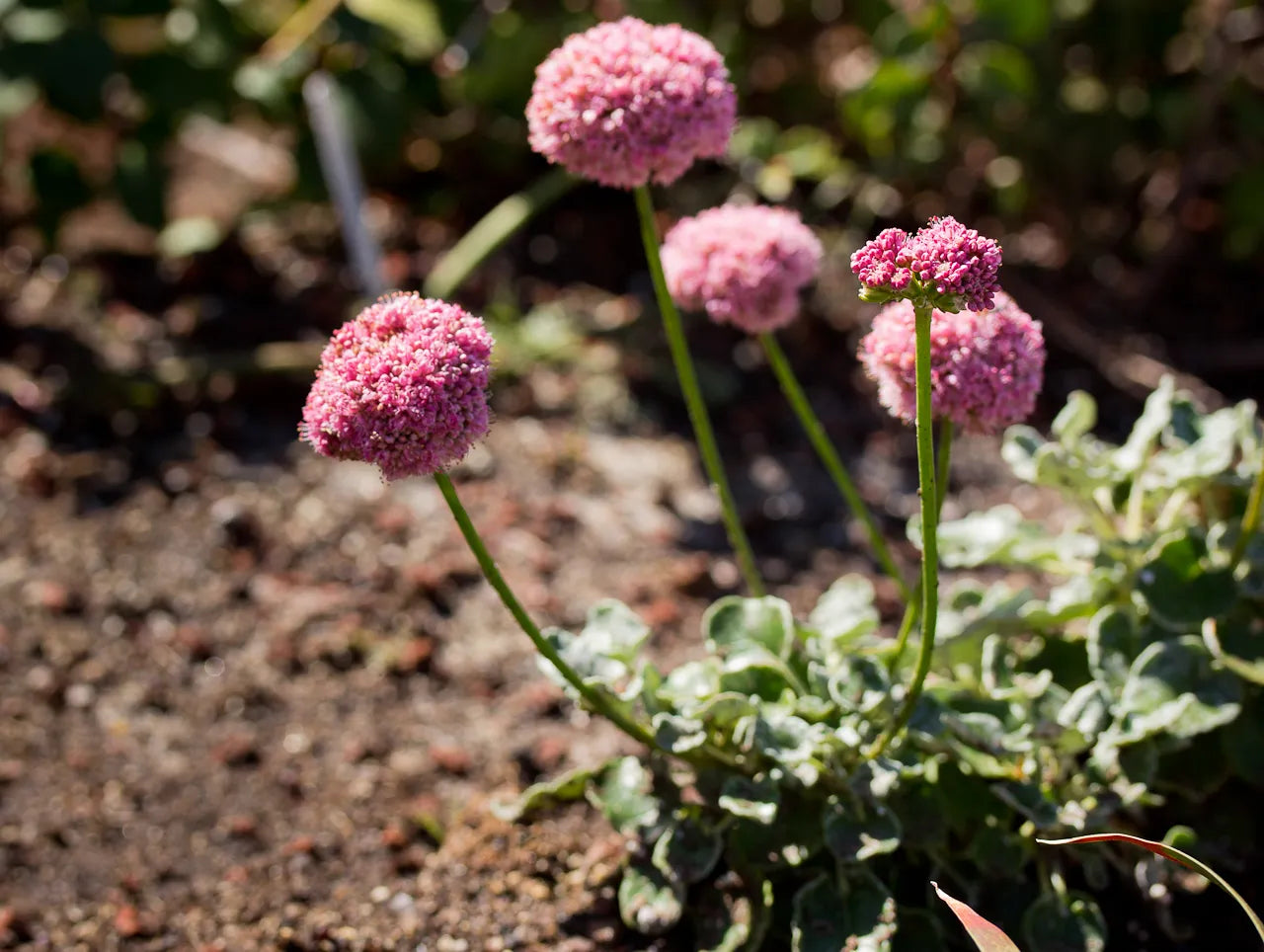 Eriogonum Grande Flower seeds for Planting, Pollinator Friendly Heirloom & GMO Free Seeds for Home Garden
