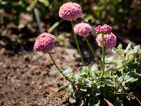 Eriogonum Grande Flower seeds for Planting, Pollinator Friendly Heirloom & GMO Free Seeds for Home Garden
