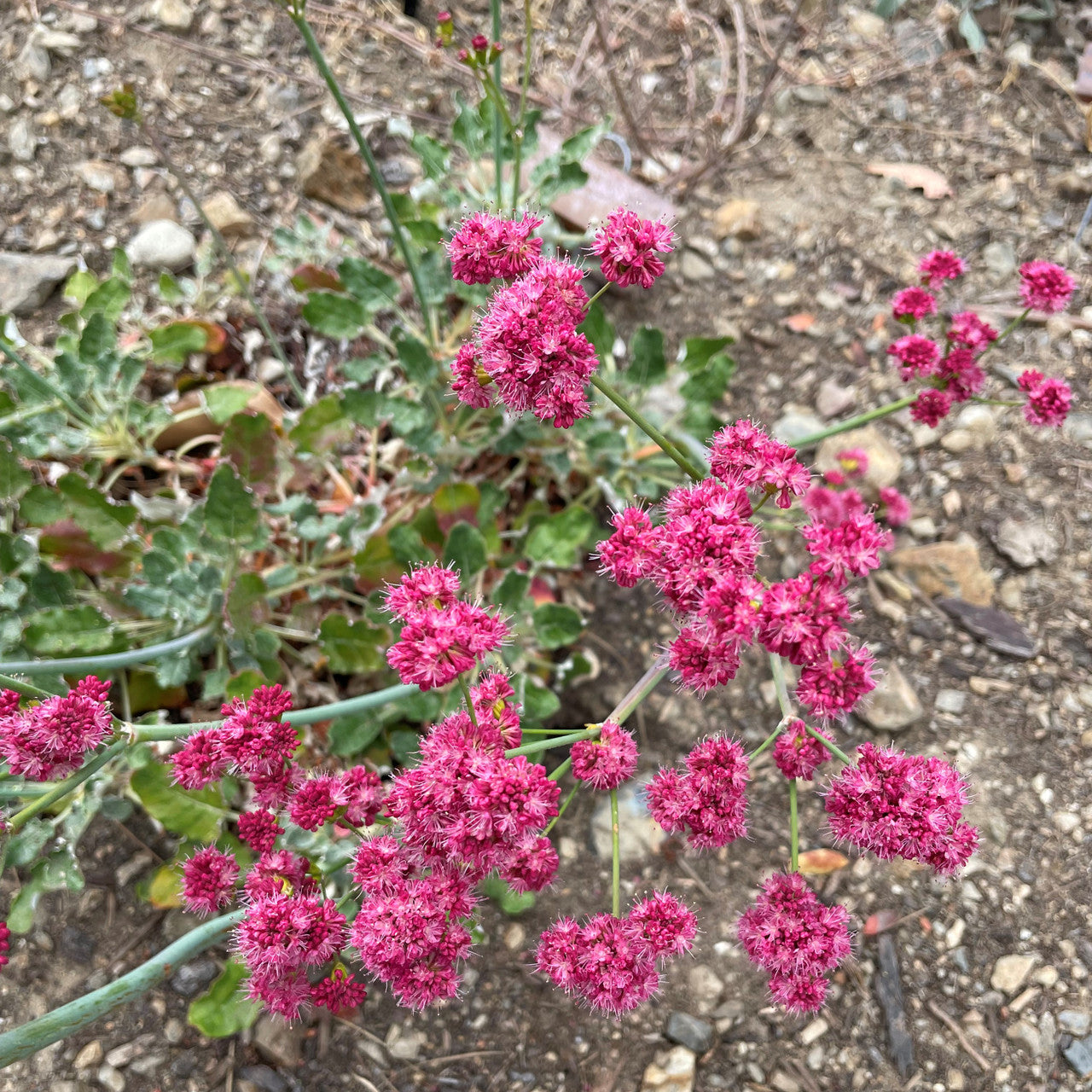 Eriogonum Grande Flower seeds for Planting, Pollinator Friendly Heirloom & GMO Free Seeds for Home Garden