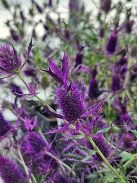 Purple Eryngium Flower seeds for Planting - Garden Favorite, Heirloom & GMO Free Seeds for Home Garden