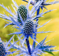 Blue Eryngium Flower seeds for Planting - Easy to Grow, Heirloom & GMO Free Seeds for Home Garden
