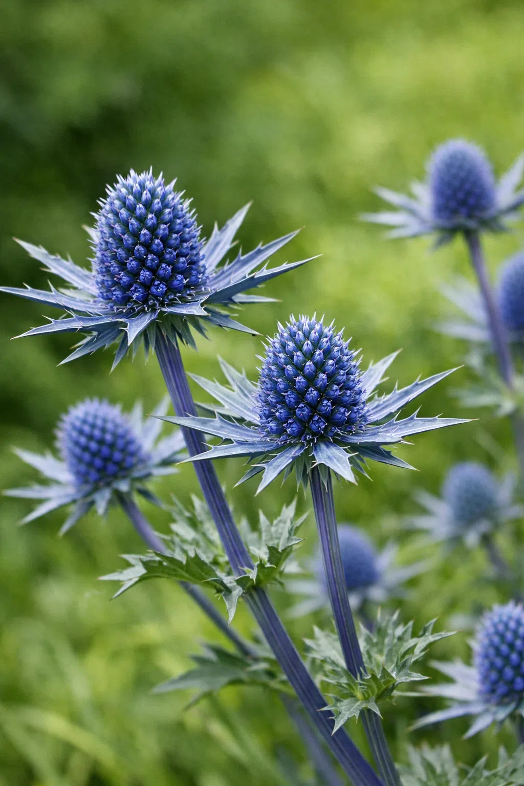 Eryngium Planum Flower seeds for Planting - Perfect for Borders, Heirloom & GMO Free Seeds for Home Garden