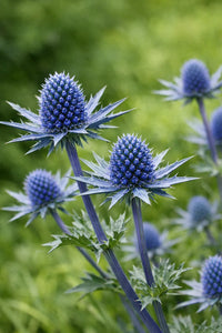 Eryngium Planum Flower seeds for Planting - Perfect for Borders, Heirloom & GMO Free Seeds for Home Garden