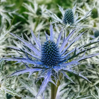 Hobbit Sea Holly Eryngium Flower seeds for Planting Bright Blooms Heirloom & GMO Free Seeds for Home Garden