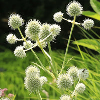 White Rattlesnake Master Flower seeds for Planting - Colorful Display, Heirloom & GMO Free Seeds for Home Garden