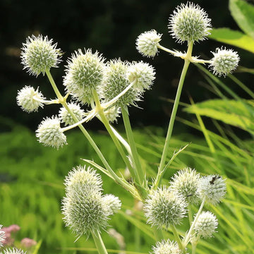 White Rattlesnake Master Flower seeds for Planting - Colorful Display, Heirloom & GMO Free Seeds for Home Garden