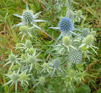 Eryngium Planum Flower seeds for Planting - Easy to Grow, Heirloom & GMO Free Seeds for Home Garden