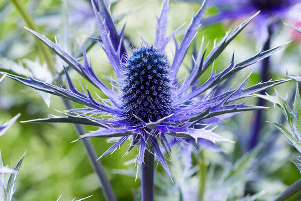 Eryngium Flower seeds for Planting - Garden Favorite, Heirloom & GMO Free Seeds for Home Garden