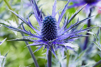 Eryngium Flower seeds for Planting - Garden Favorite, Heirloom & GMO Free Seeds for Home Garden